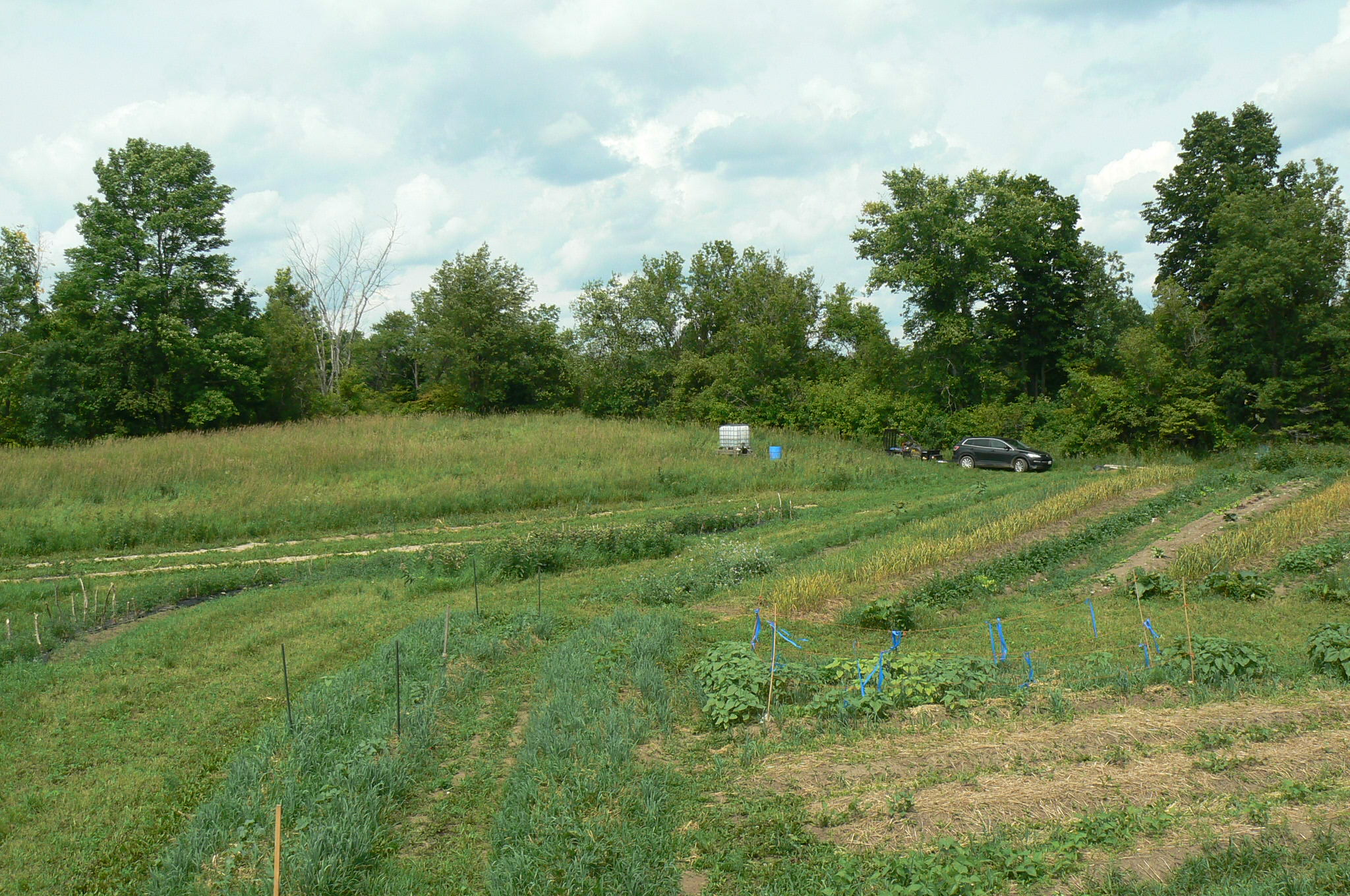 Winding Path Organic Farm Memorial Centre Farmers' Market