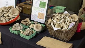 Several different types of mushrooms in containers