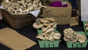 Oyster mushrooms in containers